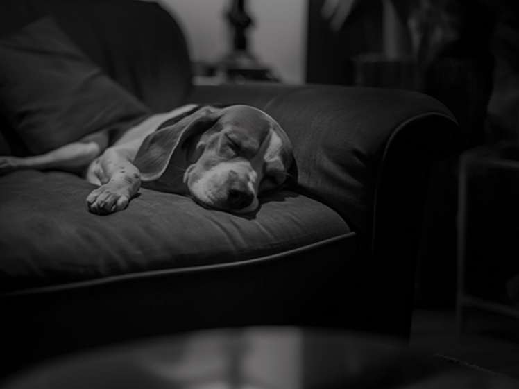 Un chien se repose sur un canapé