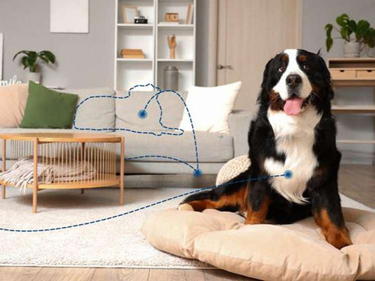 Un chien est assis sur son coussin
