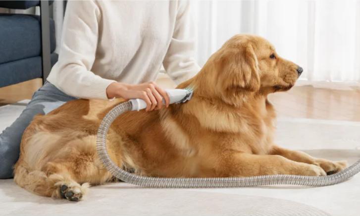 Débarrasser des poils de chien