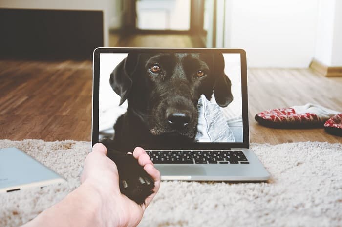 5 meilleures caméras pour animaux de compagnie de 2025 : un guide d'achat