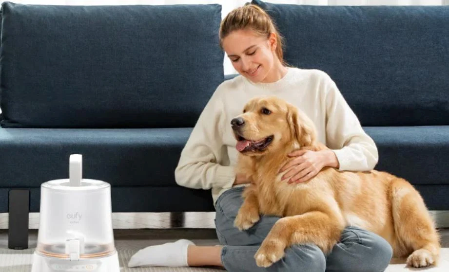 Un guide complet pour le traitement des allergies aux chiens