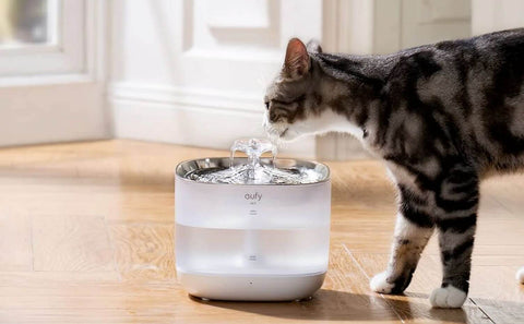 Quelle est la Meilleure Fontaine à Eau pour Chat en 2025