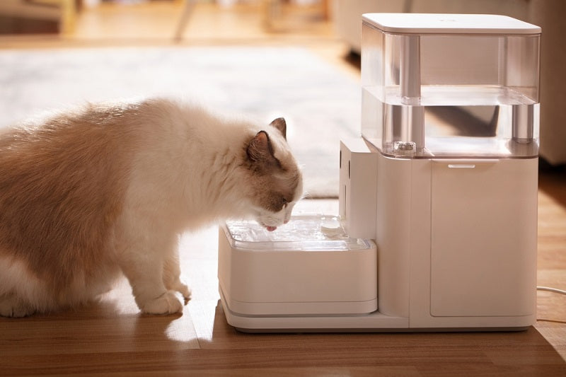 La liste des 5 meilleures fontaines à eau pour chiens et chats en 2026