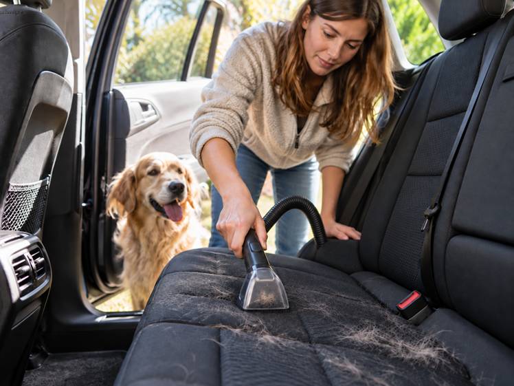 Enlever les poils de chien dans une voiture