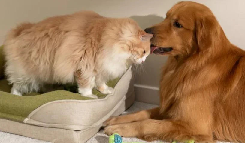 Se débarrasser naturellement l'allergie aux chats