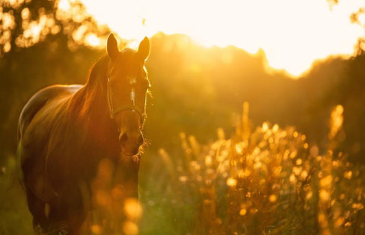 Caméra pour van chevaux: Pourquoi en Avez-Vous Besoin & Meilleurs Choix